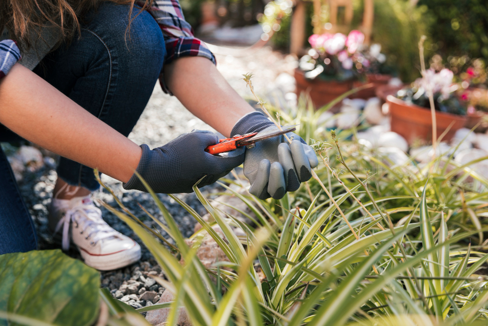 DIY Landscaping in Florida: What Costs More Later