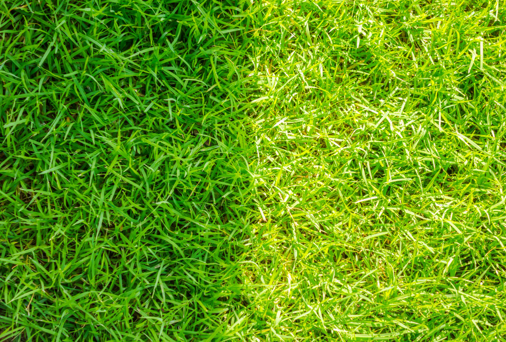 Artificial Turf vs Grass in Central Florida Homes