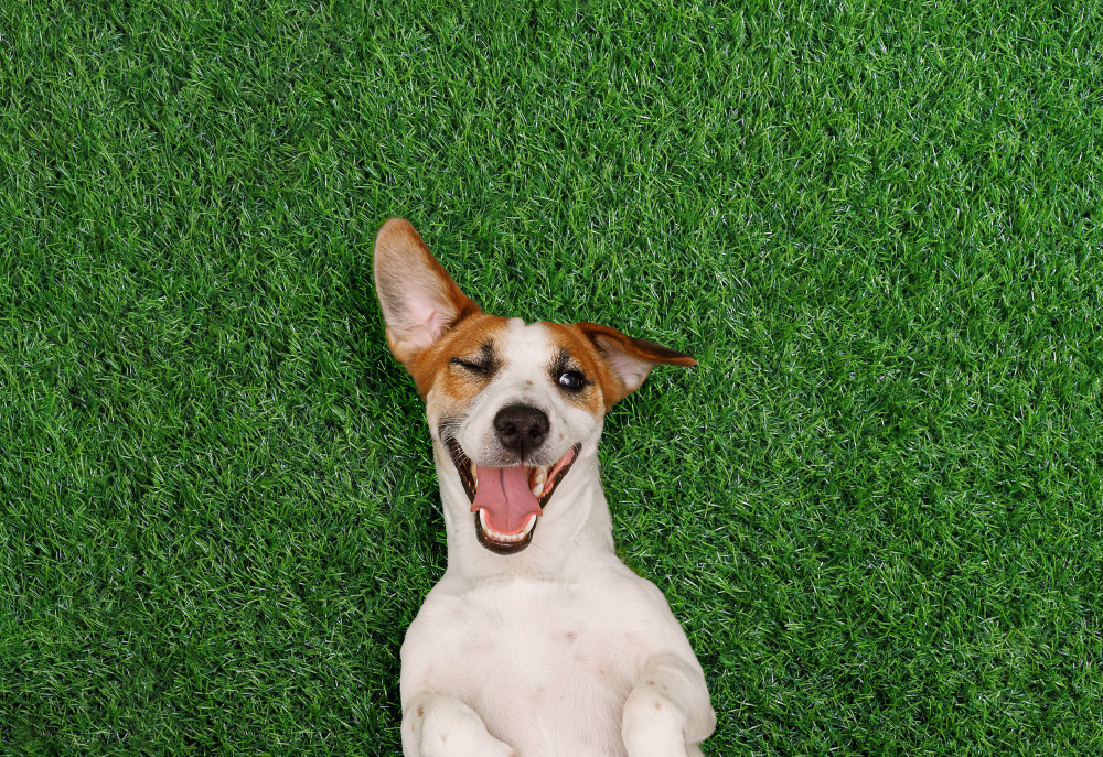 Pet-Friendly Artificial Turf in Melbourne, FL: The Smart Lawn Fix