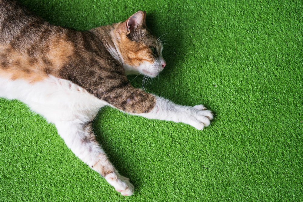 Pet-Friendly Artificial Turf in Tampa, FL: What You Need to Know