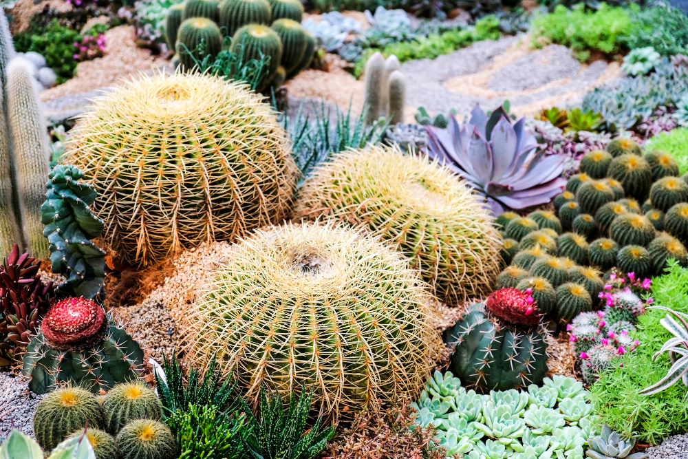 Native Plants for St. Petersburg FL Yards That Thrive Year-Round