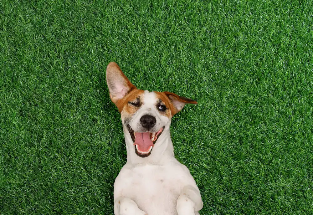 Pet-Friendly Artificial Turf in Melbourne, FL: The Smart Lawn Fix
