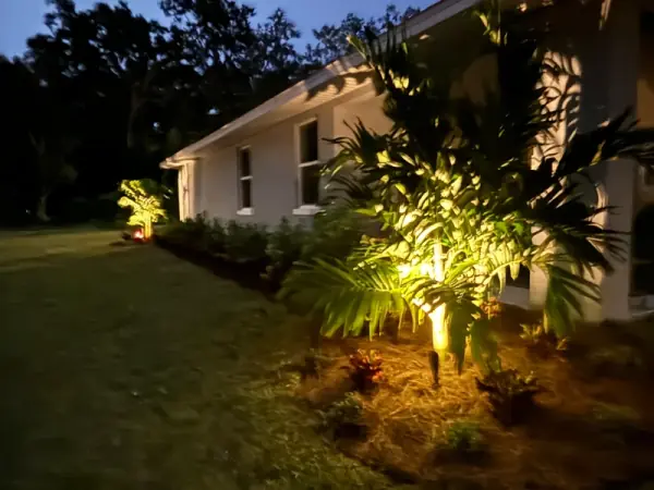 Landscape uplighting illuminating a palm tree in a DeLand backyard