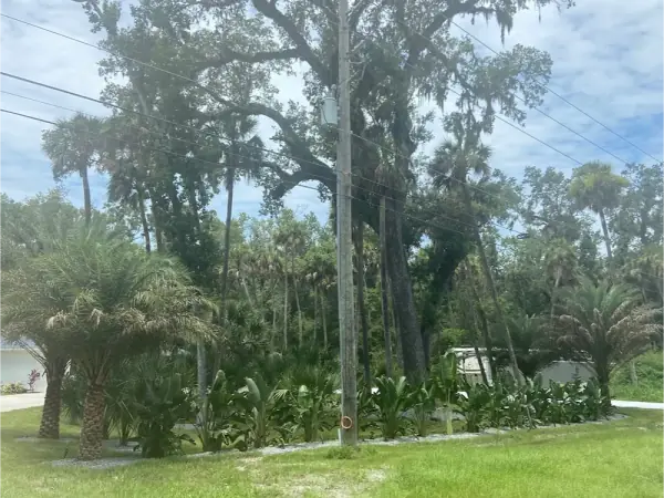 Landscape Design in Tampa, FL
